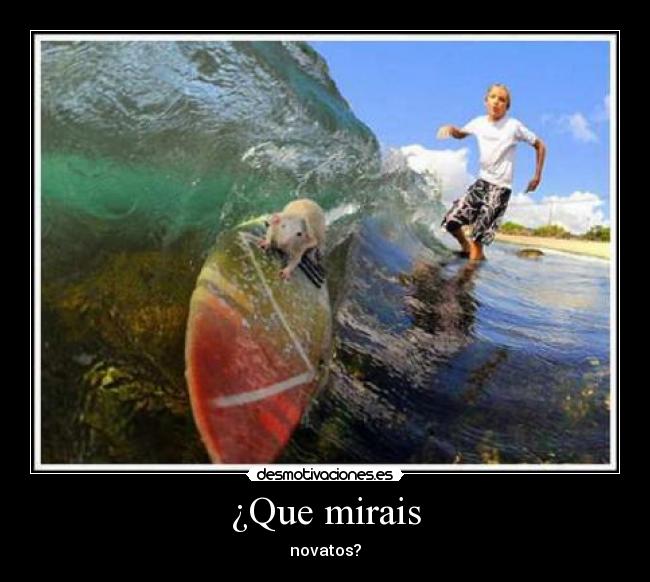 ¿Que mirais - novatos?