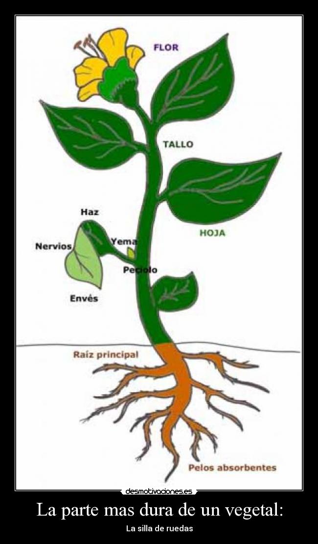 La parte mas dura de un vegetal: - La silla de ruedas