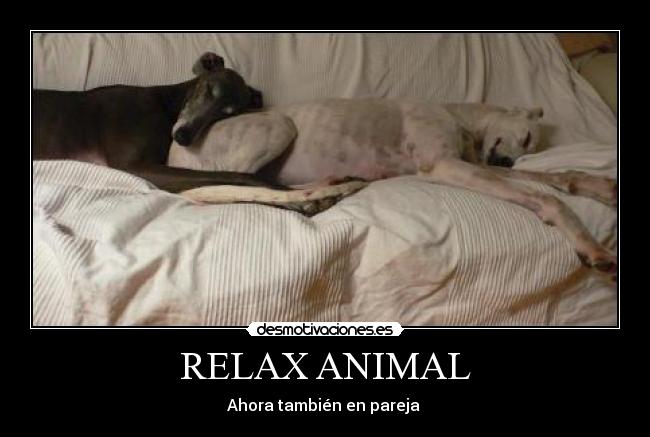 RELAX ANIMAL - Ahora también en pareja 