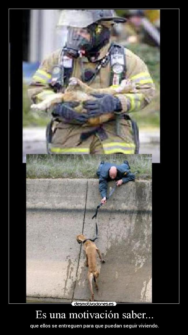 carteles animales perro gatosgatos perros bomberos desmotivaciones