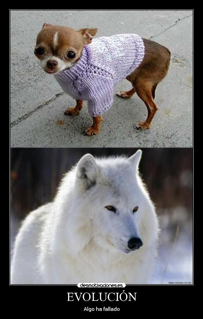EVOLUCIÓN -