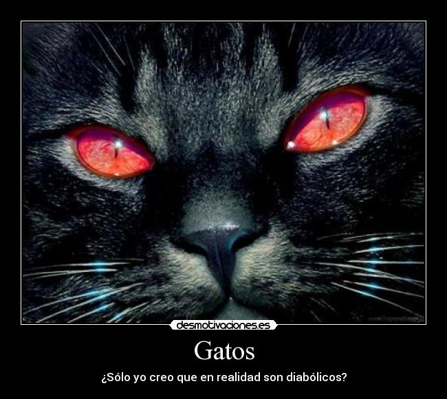Gatos -