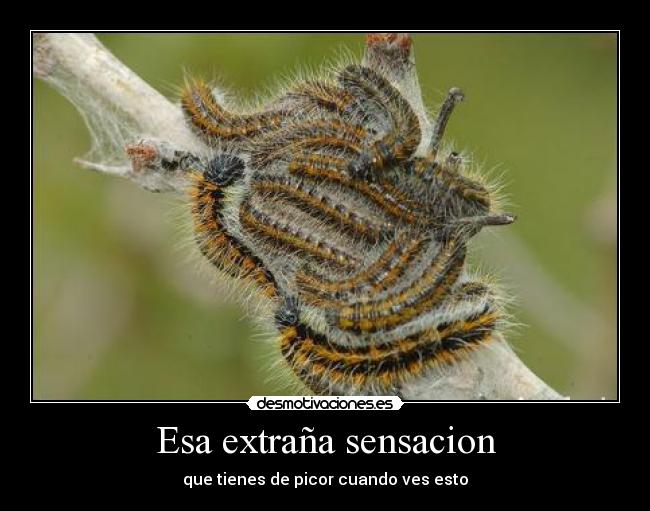 Esa extraña sensacion - que tienes de picor cuando ves esto