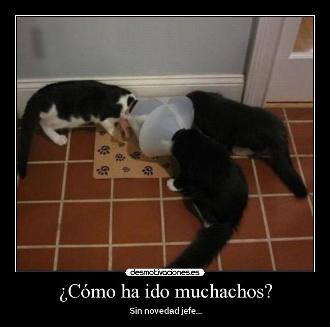 ¿Cómo ha ido muchachos? - Sin novedad jefe...