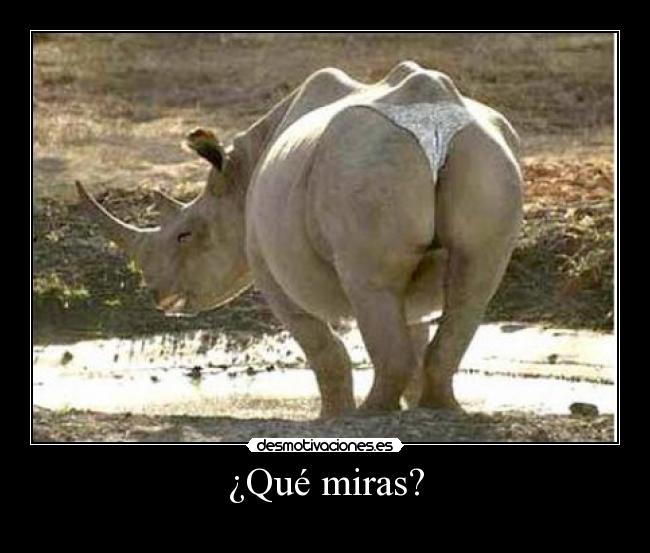¿Qué miras? - 
