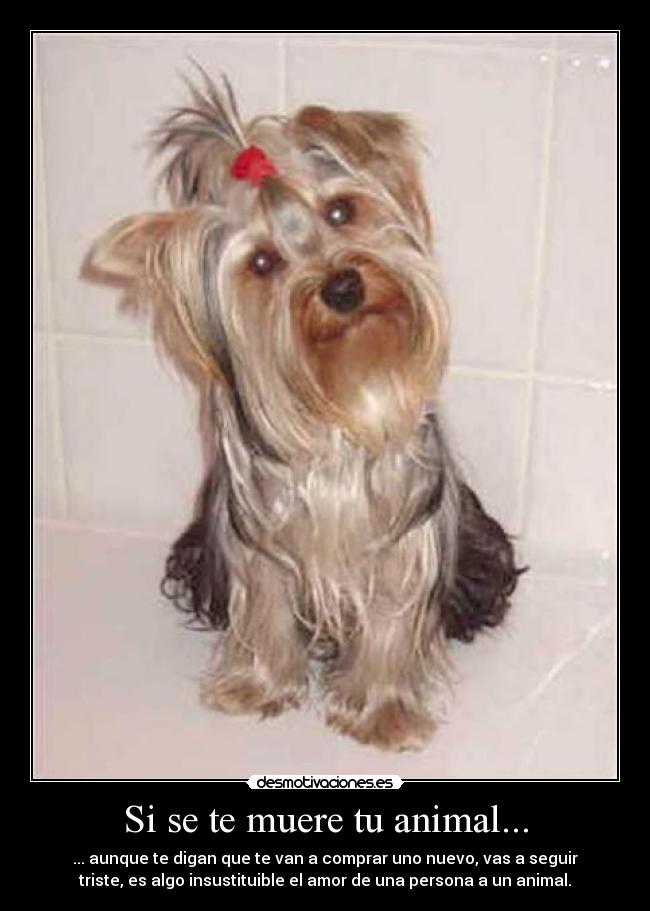 Si se te muere tu animal... - ... aunque te digan que te van a comprar uno nuevo, vas a seguir
triste, es algo insustituible el amor de una persona a un animal.