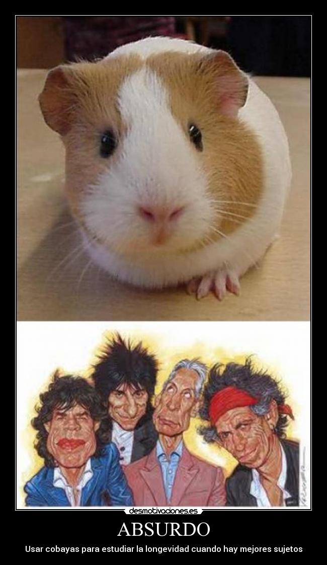ABSURDO - Usar cobayas para estudiar la longevidad cuando hay mejores sujetos