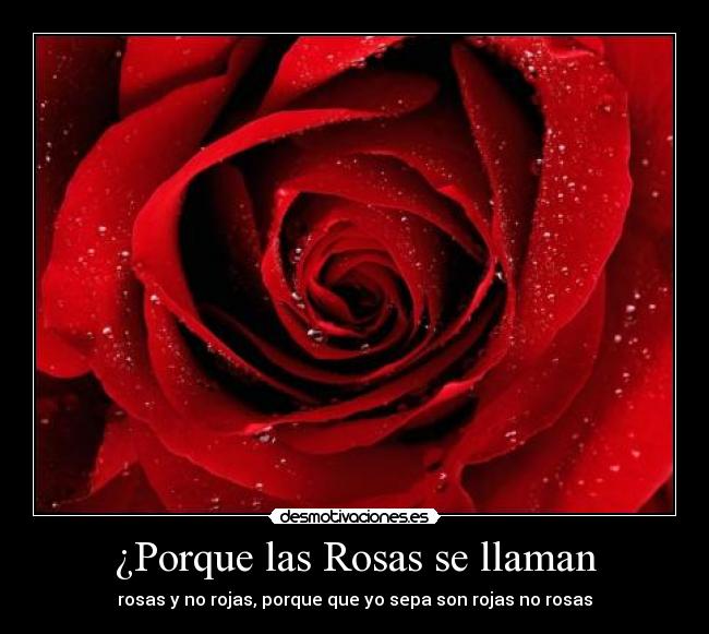 ¿Porque las Rosas se llaman -