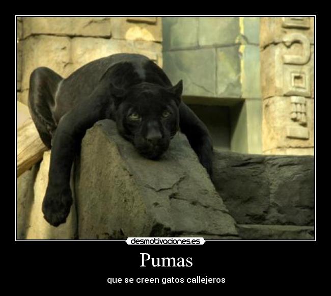 Pumas - 