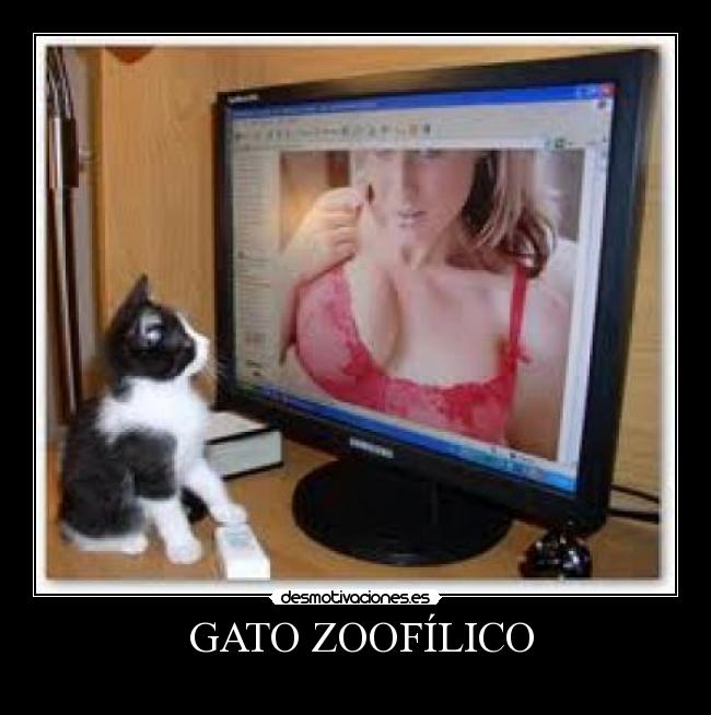  GATO ZOOFÍLICO - 