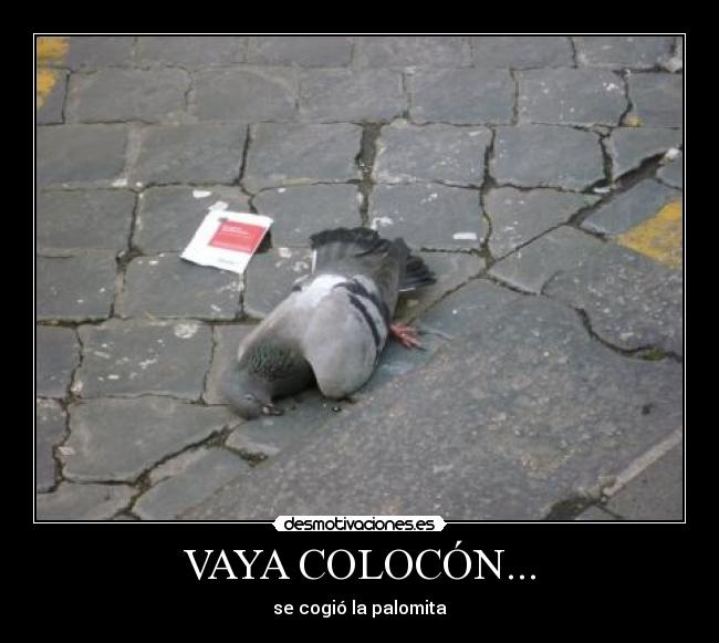 VAYA COLOCÓN... - se cogió la palomita
