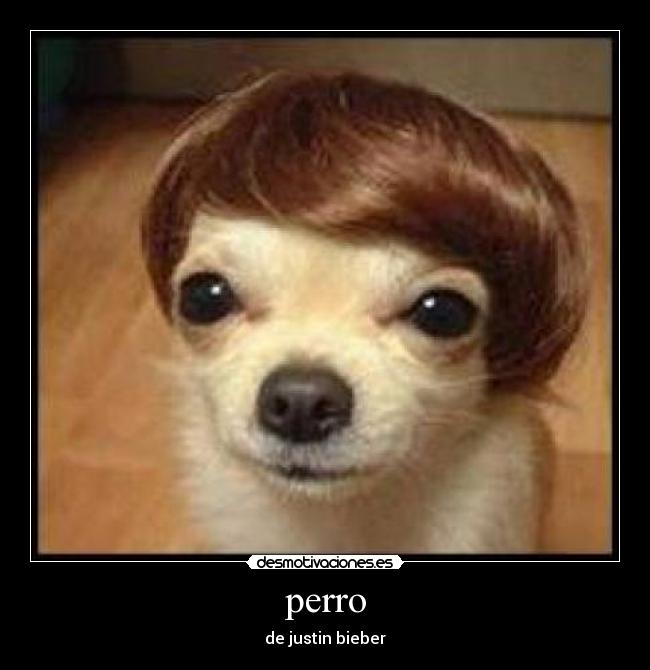 perro - de justin bieber