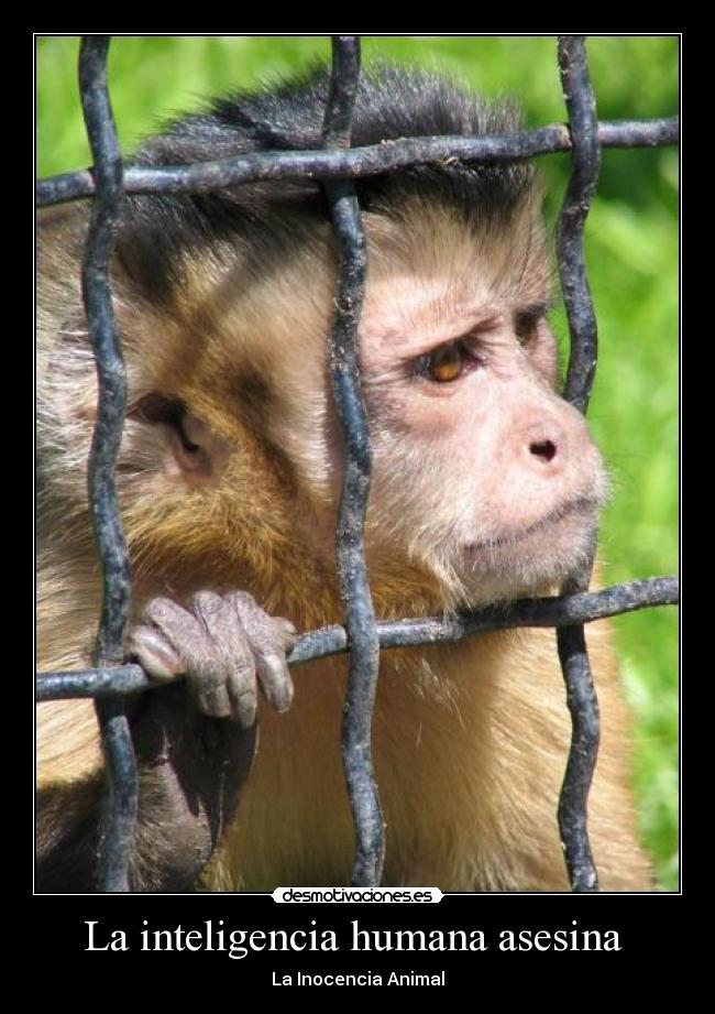 carteles animales inocentes desmotivaciones