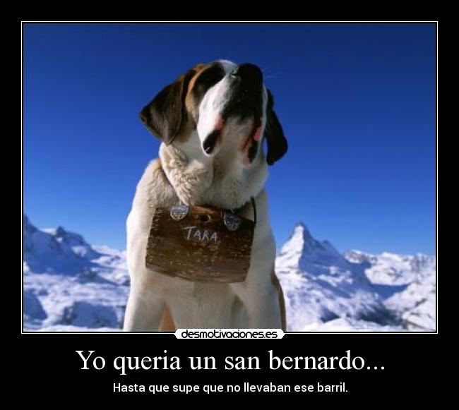 Yo queria un san bernardo... -