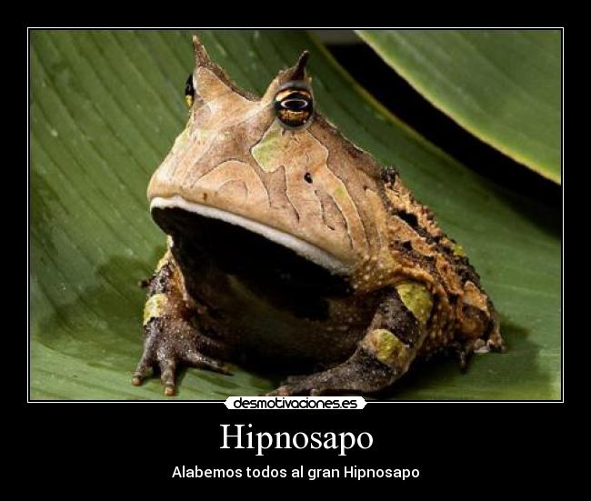 Hipnosapo - Alabemos todos al gran Hipnosapo