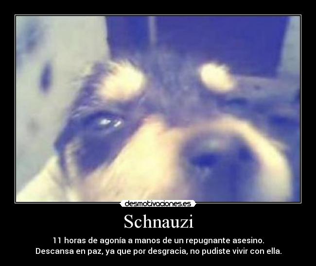 Schnauzi - 11 horas de agonía a manos de un repugnante asesino.
Descansa en paz, ya que por desgracia, no pudiste vivir con ella.