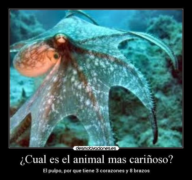 ¿Cual es el animal mas cariñoso? - 
