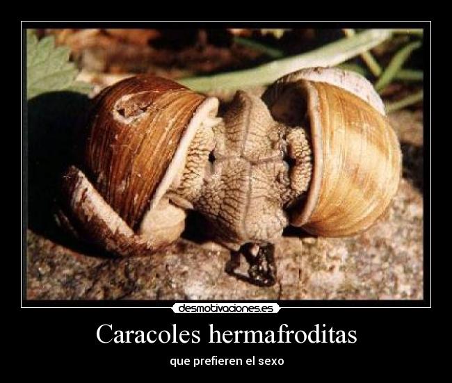 Caracoles hermafroditas - que prefieren el sexo