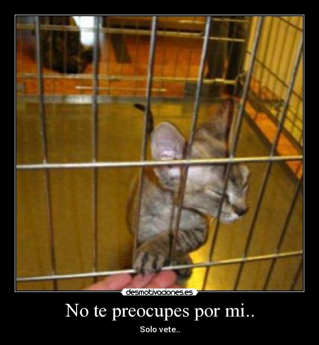 carteles preocupes por solo vete rob gato desmotivaciones