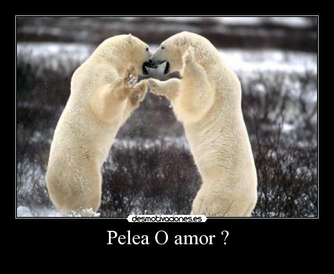 Pelea O amor ? - 