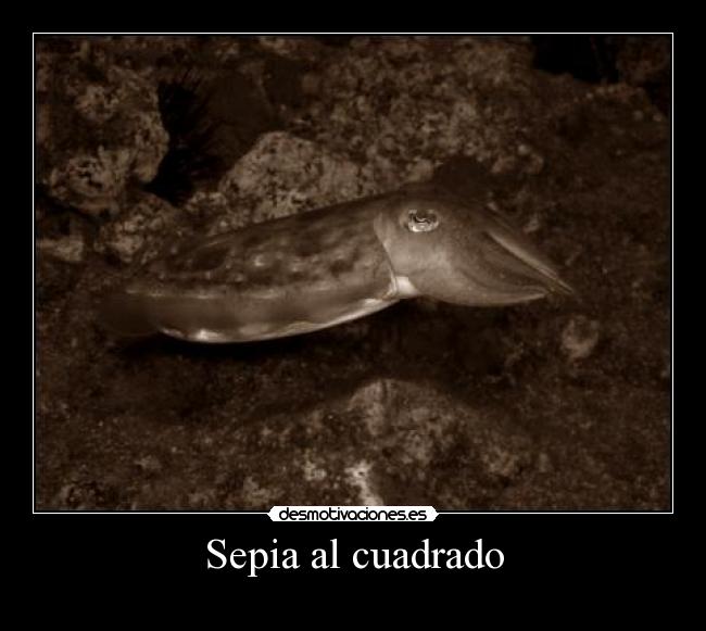 carteles sepia animal marino color desmotivaciones