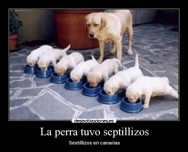 La perra tuvo septillizos - Sextillizos en canarias