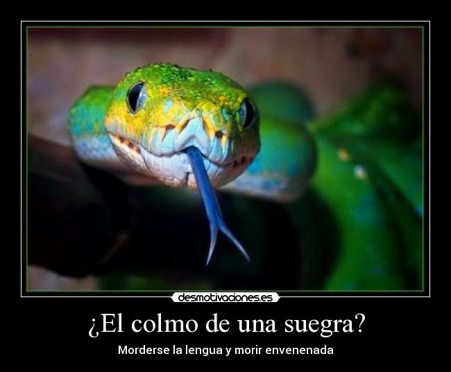 ¿El colmo de una suegra? - Morderse la lengua y morir envenenada