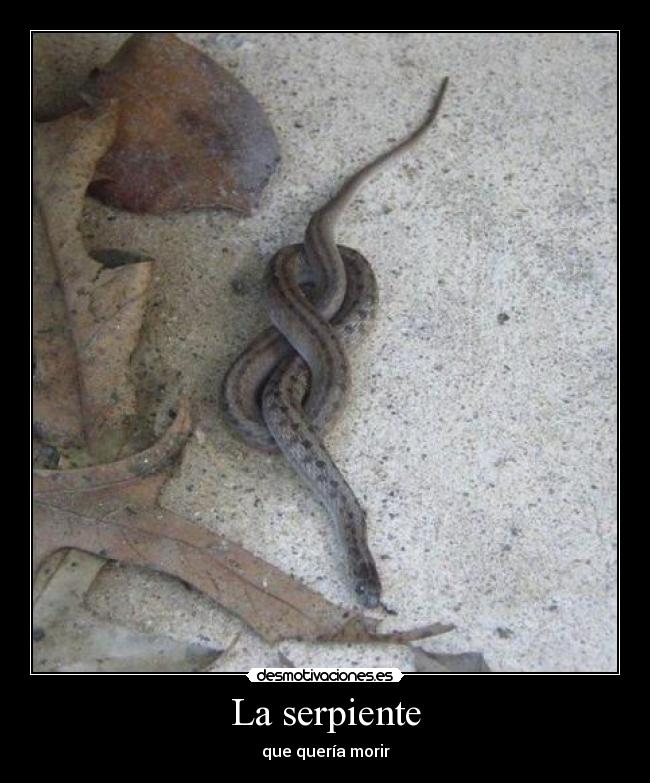 La serpiente - 