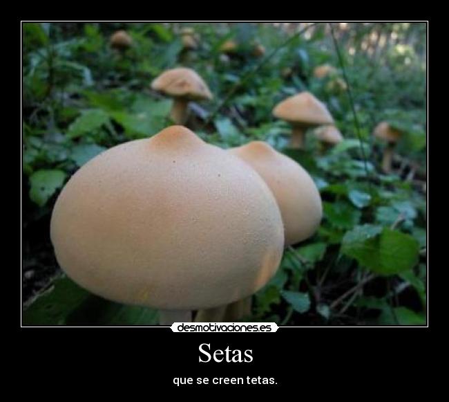 Setas - que se creen tetas.