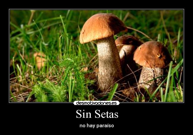 Sin Setas - 