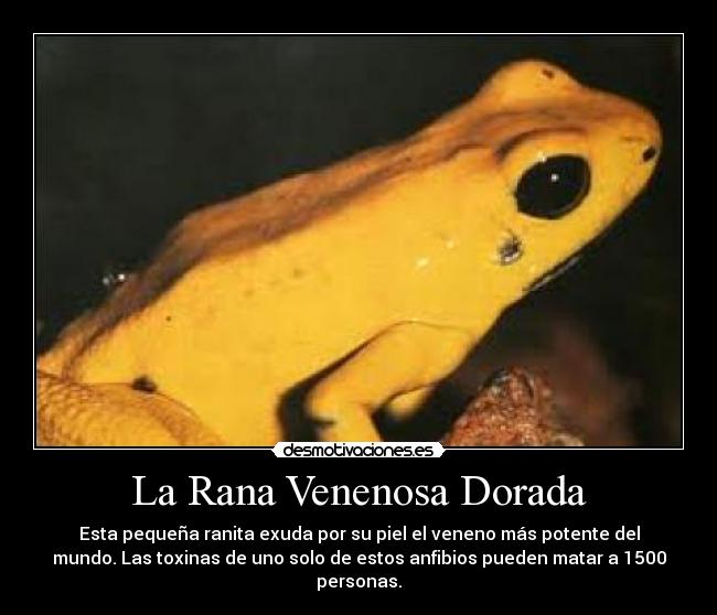 La Rana Venenosa Dorada -