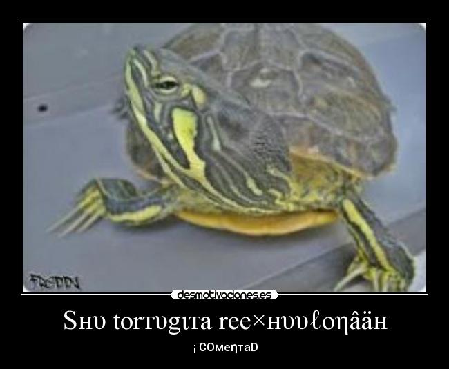 Sнυ torтυgιтa ree×нυυℓoηâäн - ♥ツ¡ COмeηтaD