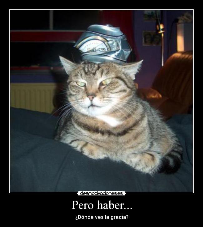 Pero haber... - ¿Dónde ves la gracia?