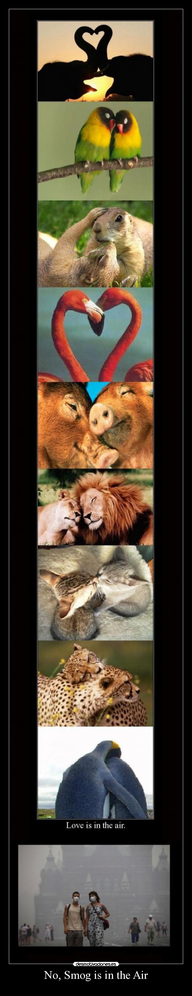 No, Smog is in the Air - 