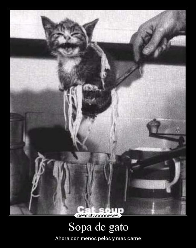 Sopa de gato -