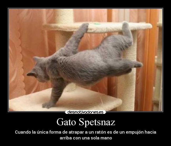 Gato Spetsnaz - Cuando la única forma de atrapar a un ratón es de un empujón hacia
arriba con una sola mano
