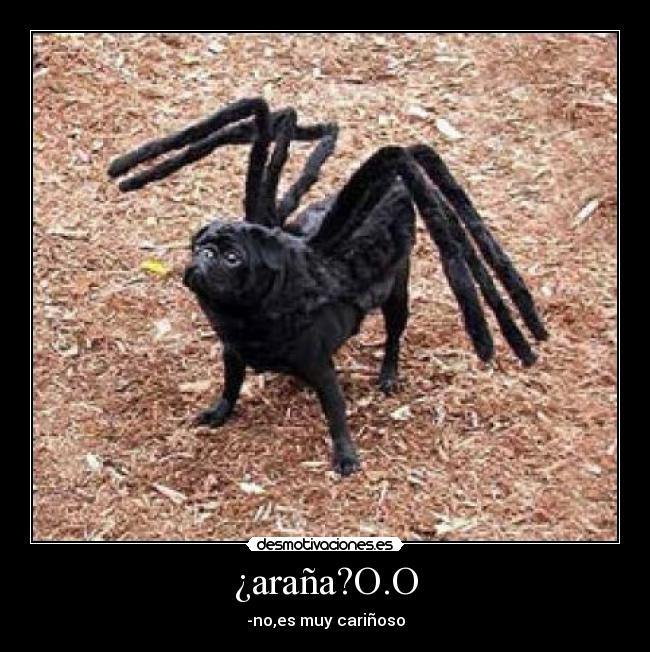 ¿araña?O.O - -no,es muy cariñoso