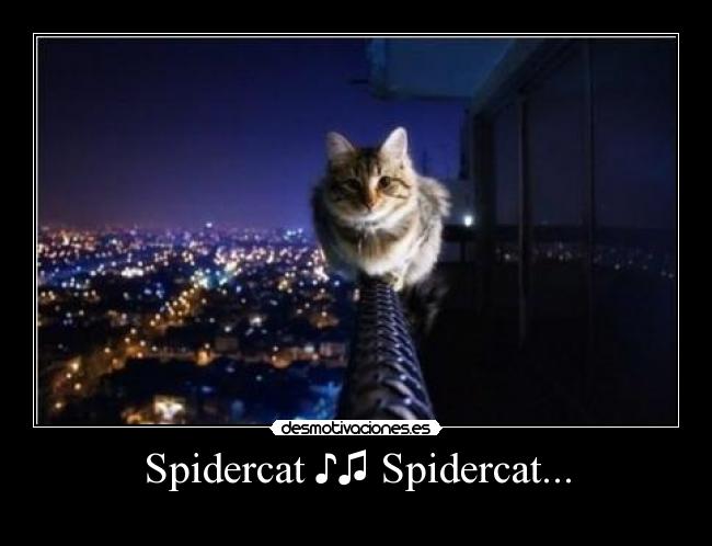 Spidercat ♪♫ Spidercat... -