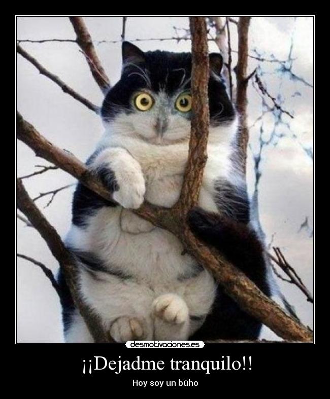carteles dejadme tranquilo hoy soy buho desmotivaciones