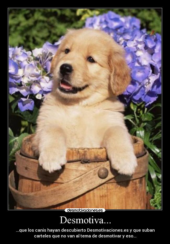 Desmotiva... - ...que los canis hayan descubierto Desmotivaciones.es y que suban
carteles que no van al tema de desmotivar y eso...