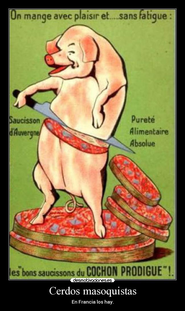 Cerdos masoquistas - En Francia los hay.