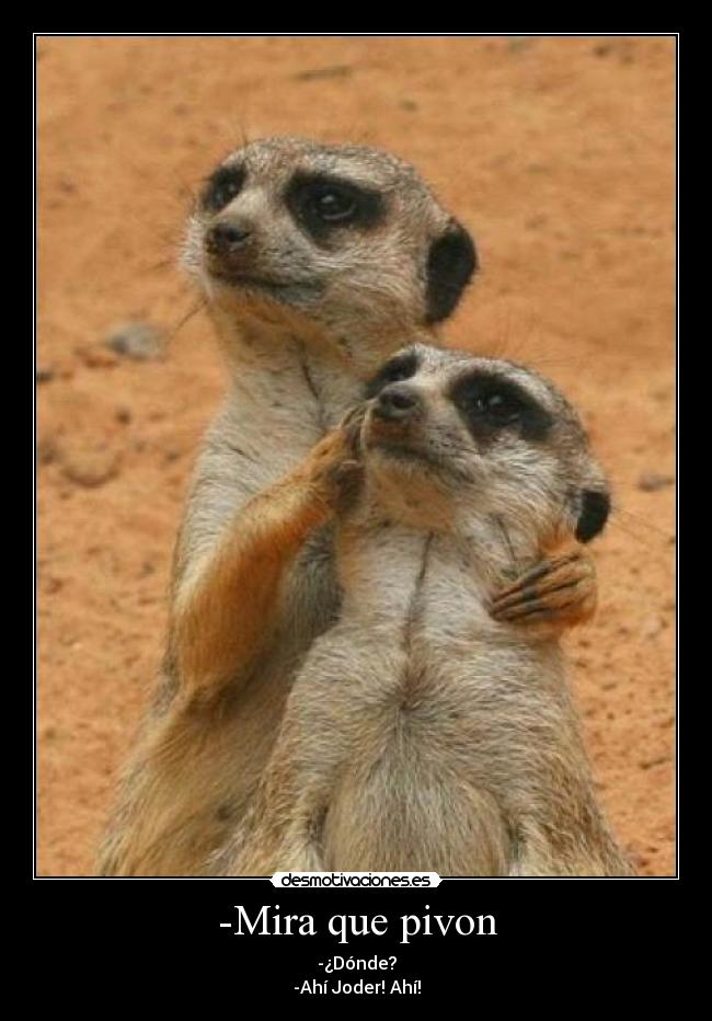 -Mira que pivon - -¿Dónde?
-Ahí Joder! Ahí!