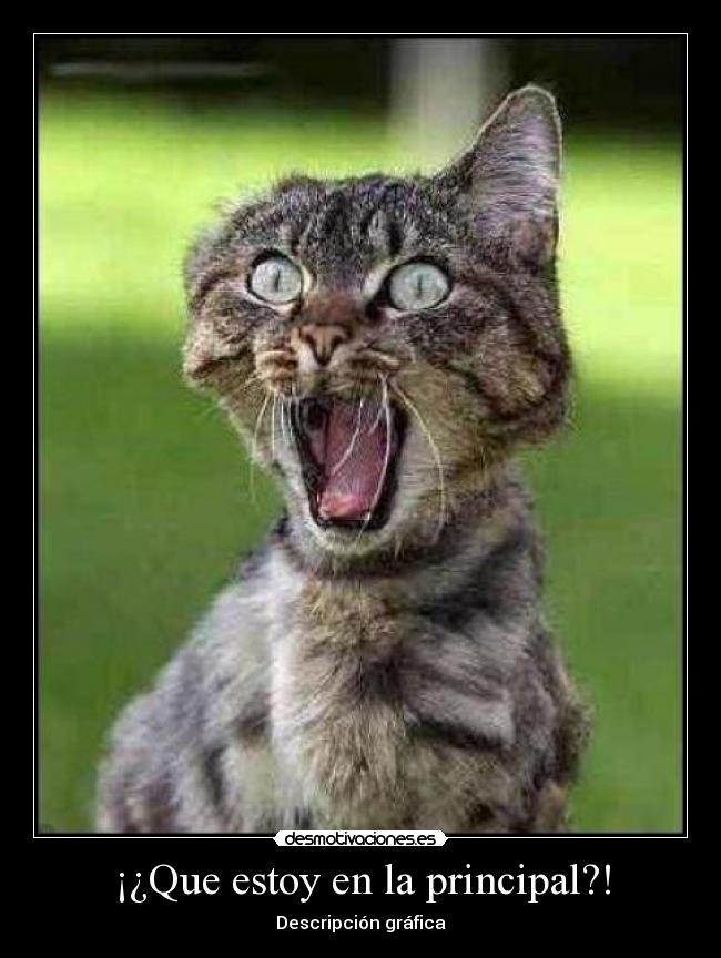 carteles gato principal como descripcion grafica estoy desmotivaciones