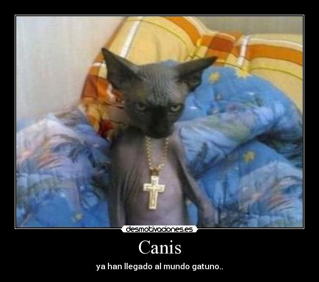 Canis -