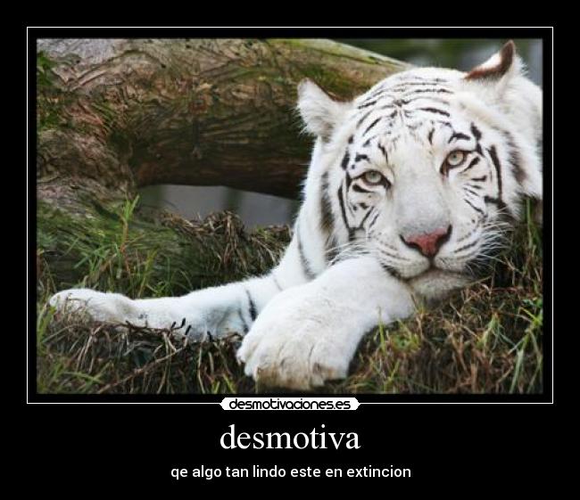desmotiva - 