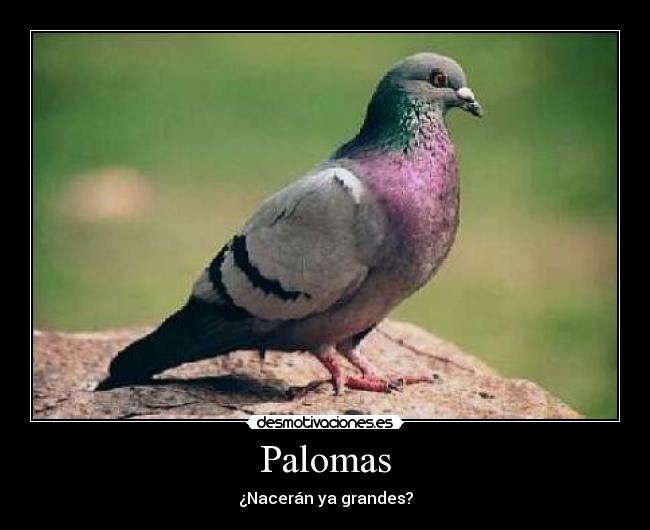 Palomas - ¿Nacerán ya grandes?