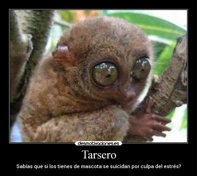 Tarsero - Sabías que si los tienes de mascota se suicidan por culpa del estrés?