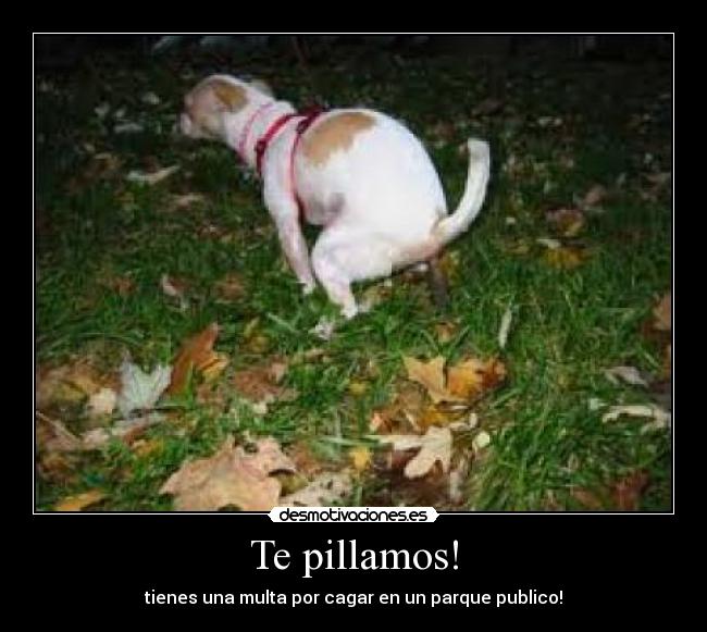 Te pillamos! -