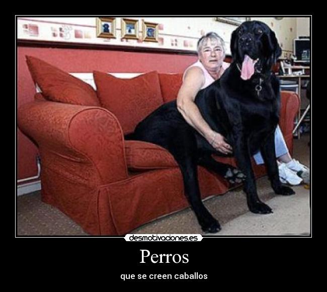 Perros - 