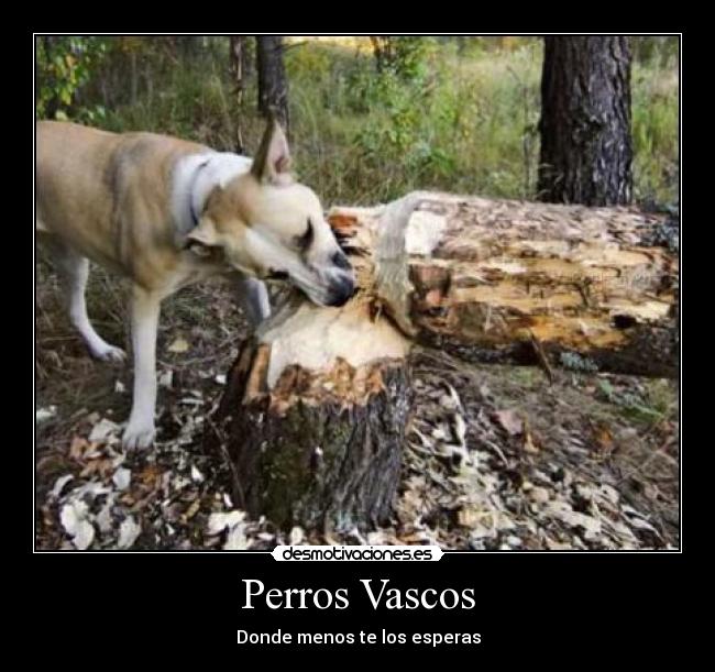 Perros Vascos - Donde menos te los esperas